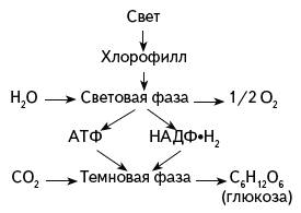 Продукты реакции фотосинтеза световой и темновой фазы