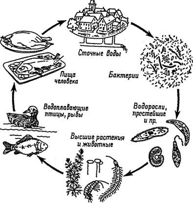 Нужна схема круговорота веществ в сообществе водоёма