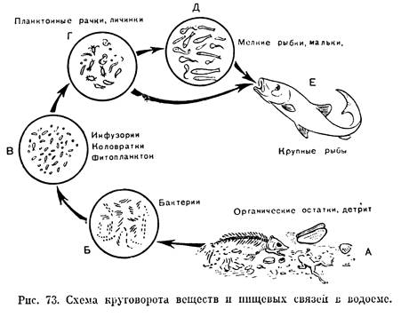 Нужна схема круговорота веществ в сообществе водоёма