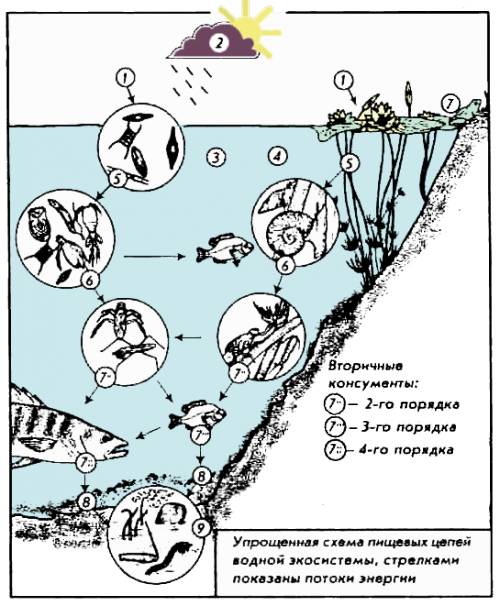 Схема круговорота веществ в сообществе водоёма