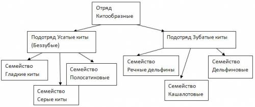 Не могу сделать( отряды млекопитающих, отрицательные и положительные у зайцеобразных, китообразных,