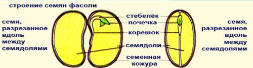 Вывод: сделайте вывод о том, почему набухшие семена больше сухих,каково значение семенной кожуры в ж