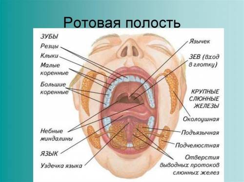 Особенности строения и функции органов ротовой полости