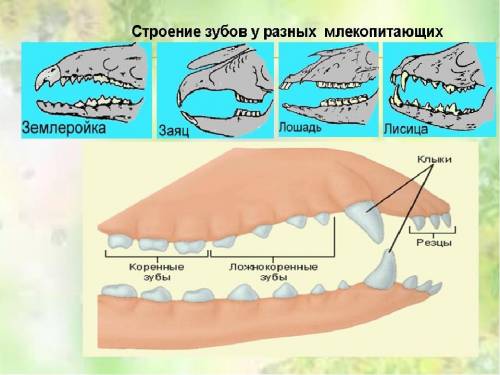 Укаких млекопитающих отсутствуют клыки?