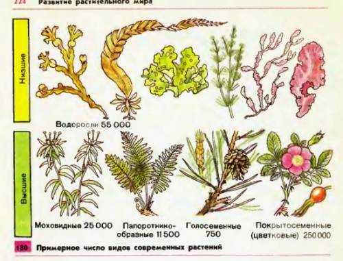 Рисунок ,,могообразие растений'' покажите ?