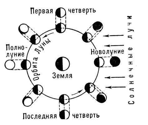 Установите правильную последовательность изменений фаз луны: а. полнолуние; б. новый луну; в. первая