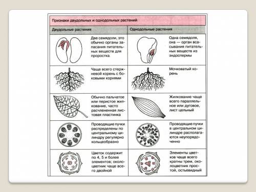 Главное различие растений из классов двудольный и однодольных