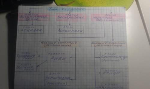 Укого сохранилась тетрадь по биологии за 7 класс, сфотографируйте все, что у вас есть по типу хордов