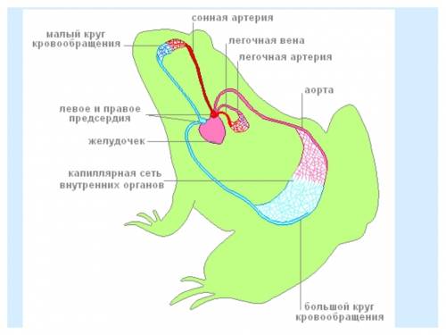 Опишите особенности кровеносной системы земноводных