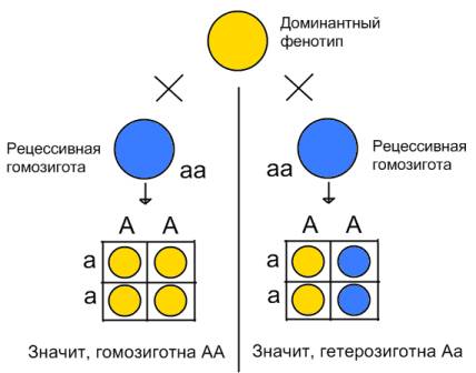 Скрещивание гетерозиготного организма с рецессивной гомозиготой называется: