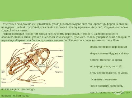 Убесхвосных амфибий в скелете нет; 1)хрящей 2)хвостовой кости 3)шейного отдела 4)ребер