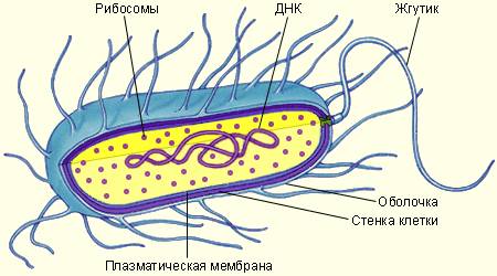 Перечислите признаки, характерные для царства вирусов? . нужно