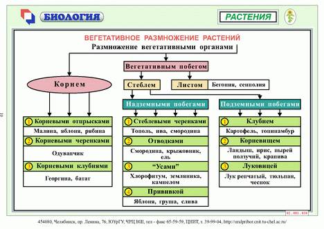 Таблица: 1 колонка вид вегетативного размножения, 2колонка примеры растения