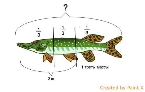 Рыбак поймал щуку весом 2 кг и еще треть своей массы. сколько весит щука?