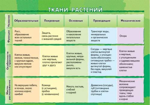 Какие виды тканей существуют у растений