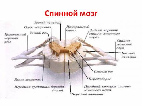 Чем различаются передние и задние корешки спинномозговых нервов