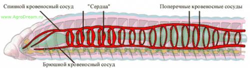 Зарисуйте внешнее строение дождевого червя