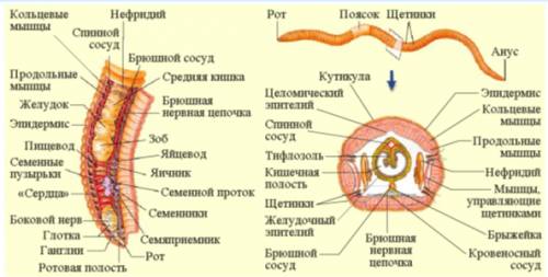 Зарисуйте внешнее строение дождевого червя