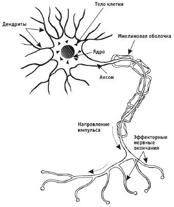Какие характерные особенности строения позволяют отличить клетку нервной системы от любых других кле