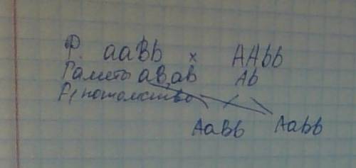 Голубоглазый курчавый мужчина, отец которого был гладковолосым, женился на кареглазой гладковолосой