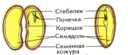 Рассмотри гербарии бобовых растений,под лупой изучи их корневые системы. что ты видишь? что находитс