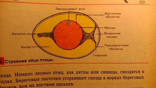 Выполнить лабораторную работу № 5 «строение куриного яйца»