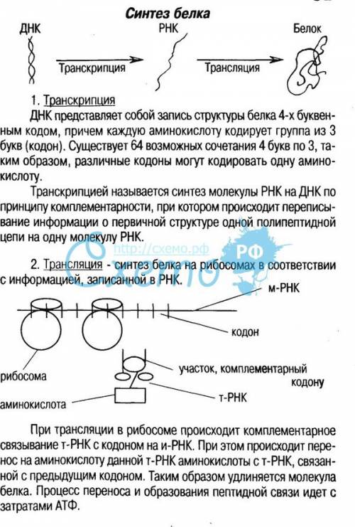 Какова общая схема синтеза белка в клетке