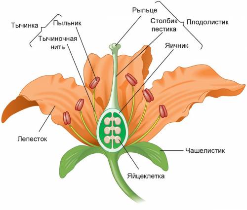 Рассказать о строени цветка на примере растущих на школьном дворе