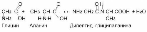 Составьте структурную формулу одного из возможных дипептидов, которые можно получить, используя толь