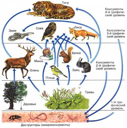20 за правильное решение пищевые цепочки организма в естественной среде обитания