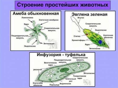 Каких животных относят к подцарству одноклеточные? назовите их общие признаки