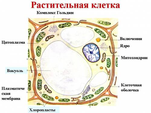 Напишите строение растительной и животной клетки