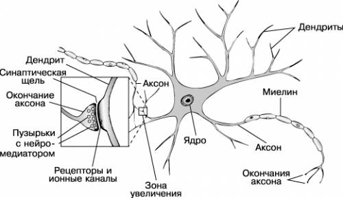 Как связано строение клеток нервной ткани с её функциями? ! !