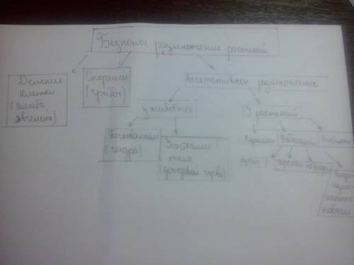 Нарисуйте схему бесполого размножения растений. ,