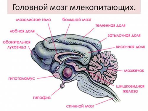 Опишите строение головного мозга млекопитающего.если можно с фотографией