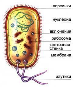 Наличие тканей , органов у бактерий