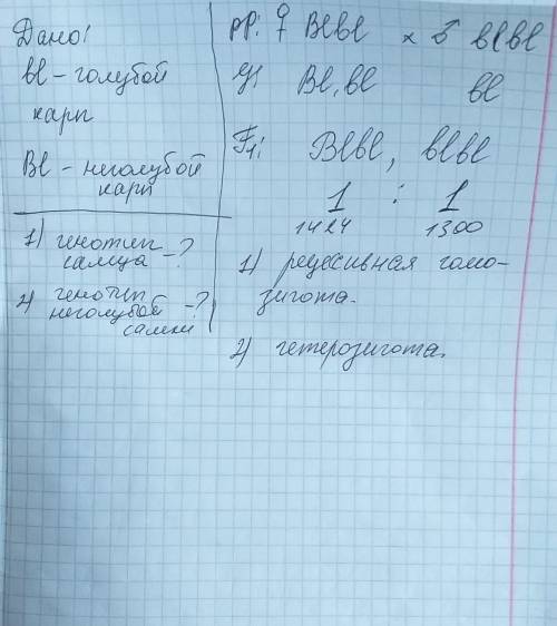 Урыб известна мутация голубой карп – bl, которая рецессивна по отношению к неголубому карпу – вl. н