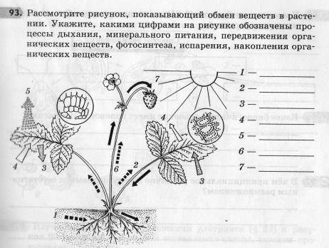 Рассмотрите рисунок показывающий обмен веществ в растении. укажите какими цифрами на рисунке обознач