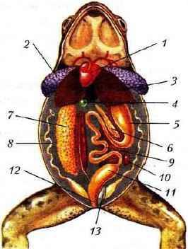 Среда обитания и строения тела земноводных. строение и деятельность внутрених органов земноводных на