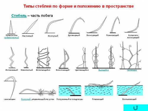 Типы стеблей по положению в пространстве распространение семян и плодов в природе