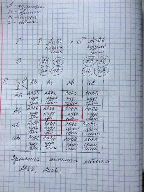 Муж и жена имеют кудрявные темные волосы. у них родился ребенок с кудрявыми светлыми волосами. каков