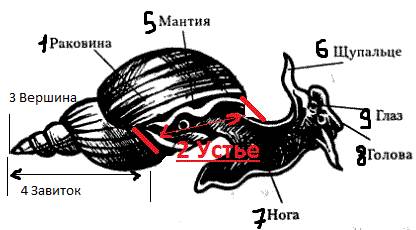 1.надо зарисовать моллюска и отметить составные части: 1. раковину, 2. устье, 3. вершина, 4. завиток