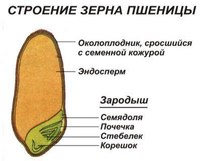 Слабороторной работой строение зерновки !