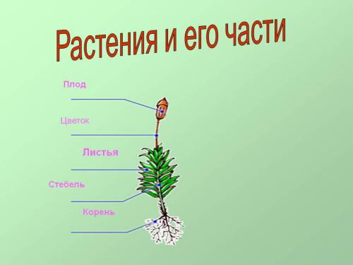 На цветке написать название частей россии