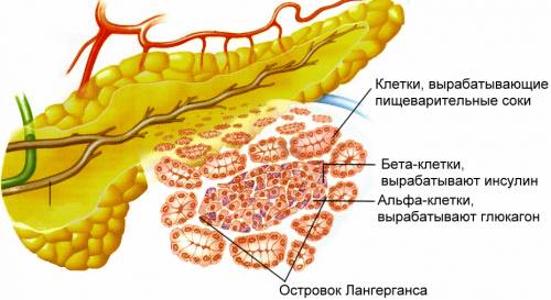 Вклетках поджелудочной железы содержатся