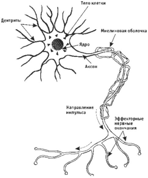 Зарисуйте нервную клетку человека и подпишити ее части