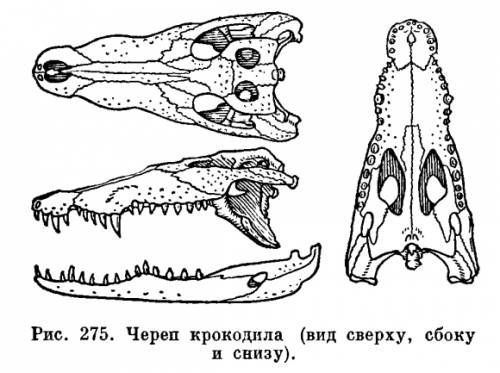 Вчём отличие строения зубов у змей и крокодилов?