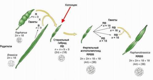 Для преодоления бесплодия межвидовых гибридов карпеченко предложил метод какой?