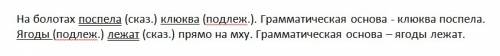 На болотах поспела клюква .ягоды лежат прямо на мху.на моховой подушке протянуты тонкие ,как нити,ст