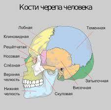 Какая кость черепа защищает зрительную зону коры головного мозга : 1.лобная2. височная 3.затылочная